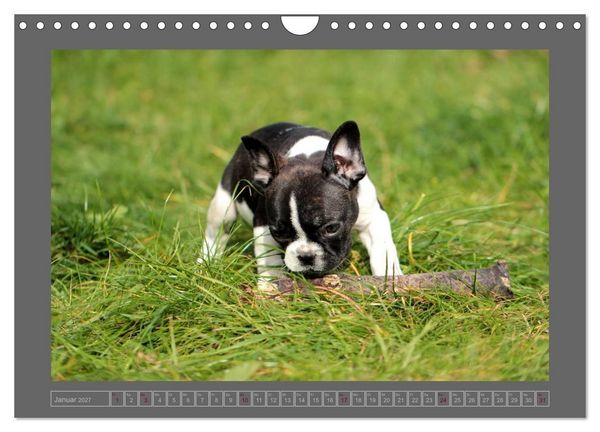 Produktbild: Franz&ouml;sische Bulldoggen (Wandkalender 2027 DIN A4 quer), CALVENDO Monatskalender