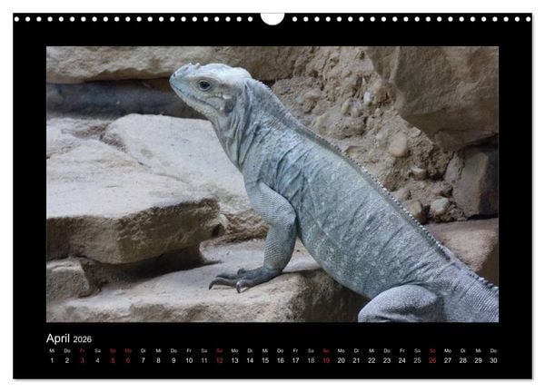 Produktbild: Faszinierende Reptilien (Wandkalender 2026 DIN A3 quer), CALVENDO Monatskalender