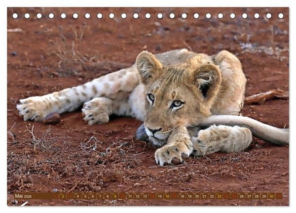 Produktbild: Katzen Afrikas (Tischkalender 2026 DIN A5 quer), CALVENDO Monatskalender