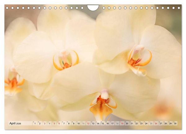 Produktbild: Farbenfroher Bl&uuml;tentraum (Wandkalender 2026 DIN A4 quer), CALVENDO Monatskalender