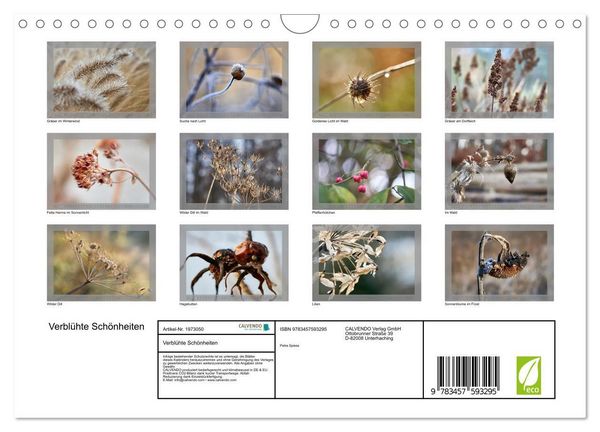 Produktbild: Verbl&uuml;hte Sch&ouml;nheiten (Wandkalender 2026 DIN A4 quer), CALVENDO Monatskalender