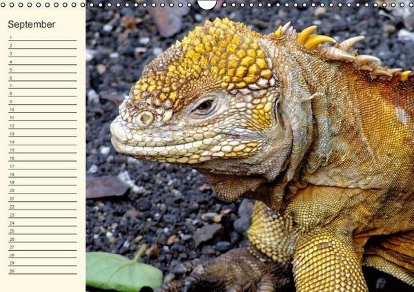 Produktbild: Gal&aacute;pagos Geburtstagskalender (Wandkalender immerw&auml;hrend DIN A3 quer)