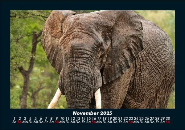 Produktbild: Elefanten 2025 Fotokalender DIN A5