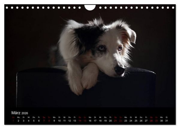 Produktbild: Charmante Australian Shepherds (Wandkalender 2026 DIN A4 quer), CALVENDO Monatskalender