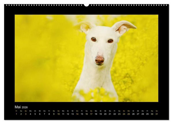 Produktbild: Windhund bunt (Wandkalender 2026 DIN A2 quer), CALVENDO Monatskalender