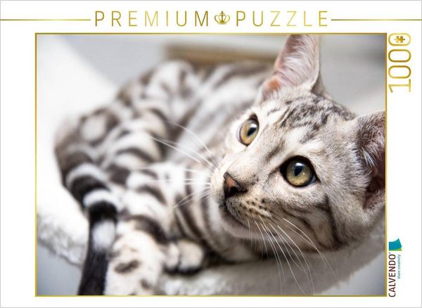CALVENDO Puzzle Bengal Katerchen Bethari Zenon | 1000 Teile Lege-Größe 64x48cm Foto-Puzzle für glückliche Stunden