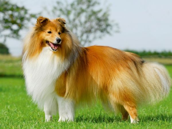 Produktbild: CALVENDO Puzzle Ein Motiv aus dem Kalender Sheltie 2017 | 1000 Teile Lege-Gr&ouml;&szlig;e 64x48cm Foto-Puzzle f&uuml;r gl&uuml;ckliche Stunden