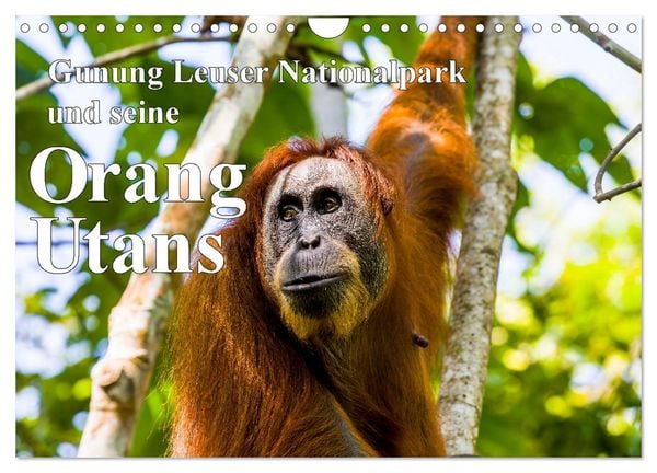 Produktbild: Gunung Leuser Nationalpark und seine Orang Utans (Wandkalender 2026 DIN A4 quer), CALVENDO Monatskalender