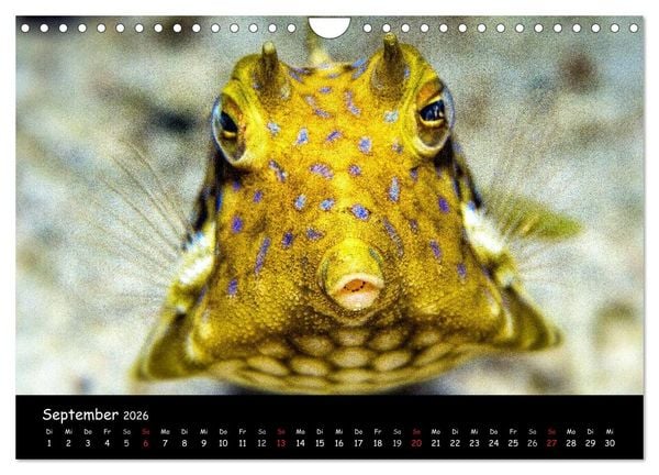 Produktbild: Die Welt unter Wasser (Wandkalender 2026 DIN A4 quer), CALVENDO Monatskalender