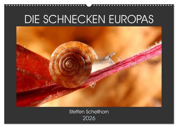 DIE SCHNECKEN EUROPAS (Wandkalender 2026 DIN A2 quer), CALVENDO Monatskalender