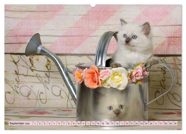 Produktbild: RAGDOLLS Impressionen aus der Kinderstube (hochwertiger Premium Wandkalender 2026 DIN A2 quer), Kunstdruck in Hochglanz