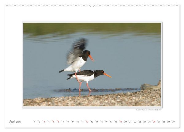 Produktbild: Emotionale Momente: Tierischer Sex. (Wandkalender 2026 DIN A2 quer), CALVENDO Monatskalender