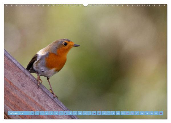Produktbild: Rotkehlchen - Fotografiert von Ostfriesenfotografie (hochwertiger Premium Wandkalender 2026 DIN A2 quer), Kunstdruck in Hochglanz