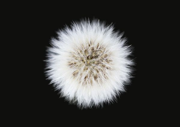 Produktbild: The Blooming Book