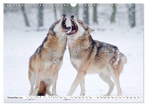 Produktbild: Tiermomente (Wandkalender 2026 DIN A3 quer), CALVENDO Monatskalender