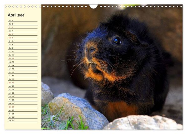 Produktbild: Meerschweinchen. Geliebte Nager (Wandkalender 2026 DIN A3 quer), CALVENDO Monatskalender