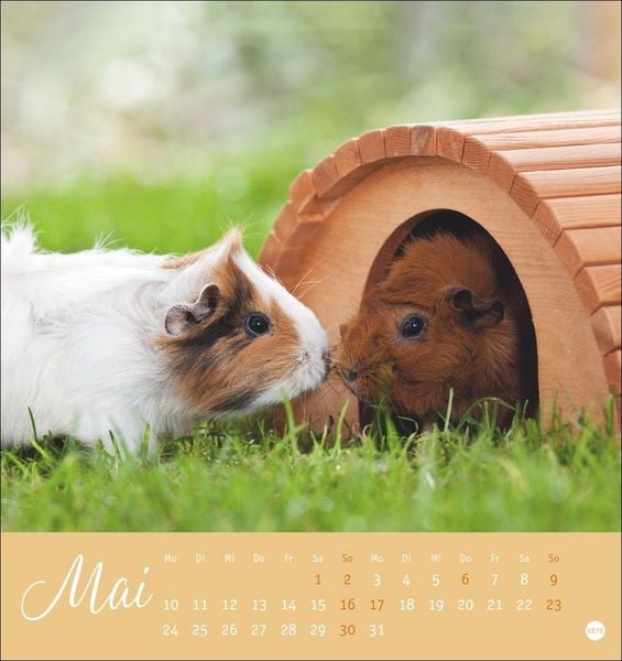 Produktbild: Kuschelige Meerschweinchen Postkartenkalender 2027