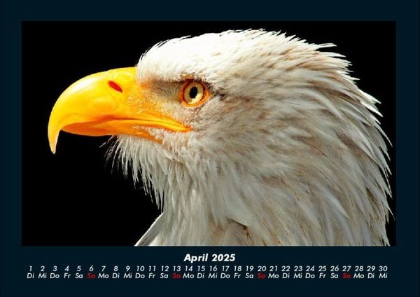 Produktbild: Adler 2025 Fotokalender DIN A4