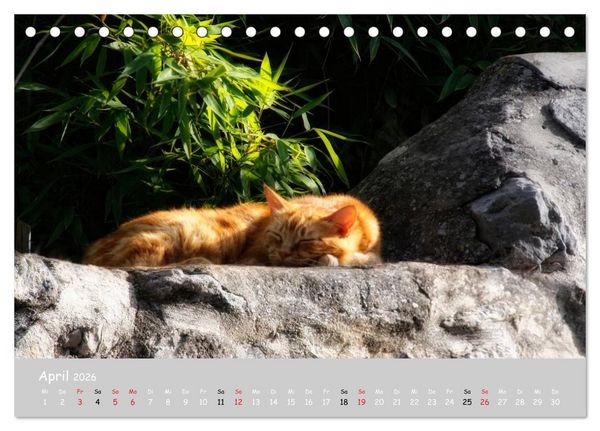 Produktbild: Katzen des S&uuml;dens (Tischkalender 2026 DIN A5 quer), CALVENDO Monatskalender