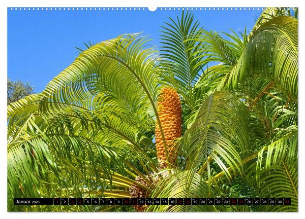 Produktbild: Botanischer Garten Palermo (Wandkalender 2026 DIN A2 quer), CALVENDO Monatskalender