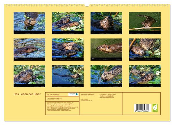Produktbild: Das Leben der Biber (hochwertiger Premium Wandkalender 2026 DIN A2 quer), Kunstdruck in Hochglanz