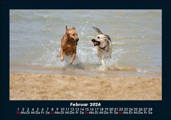 Produktbild: Der Hundekalender 2026 Fotokalender DIN A5