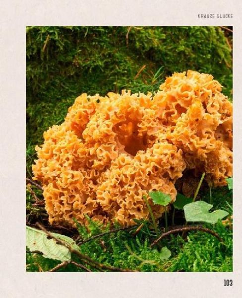 Produktbild: Essbare Sch&auml;tze aus der Natur: Erkennen &ndash; Sammeln &ndash; Zubereiten