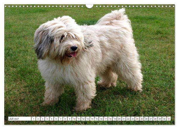Produktbild: Tibet-Terrier - Eine Hunderasse mit Charakter (Wandkalender 2027 DIN A3 quer), CALVENDO Monatskalender