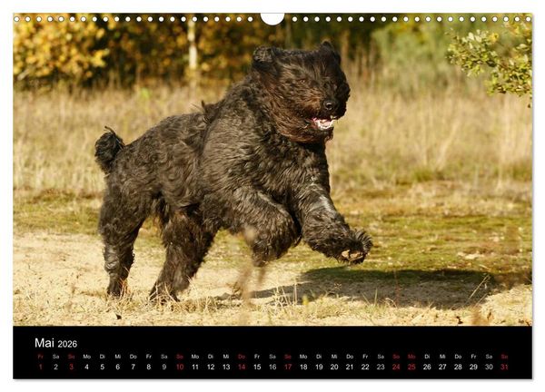 Produktbild: Bouvier des Flandres (Wandkalender 2026 DIN A3 quer), CALVENDO Monatskalender