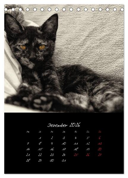 Produktbild: Katzenalltag 2026 (Tischkalender 2026 DIN A5 hoch), CALVENDO Monatskalender