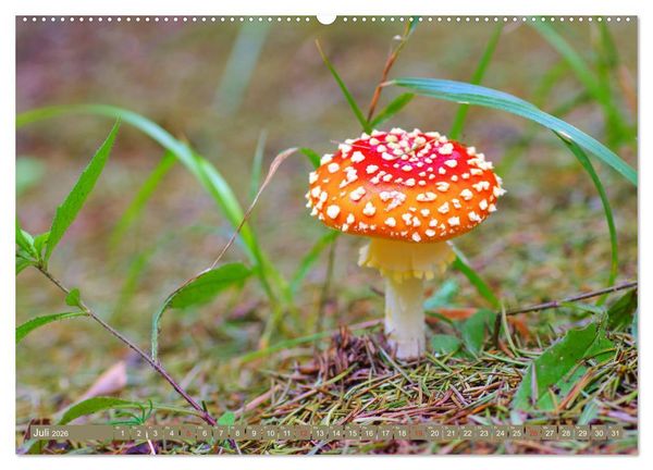 Produktbild: Die bunte Welt der Pilze (Wandkalender 2026 DIN A2 quer), CALVENDO Monatskalender