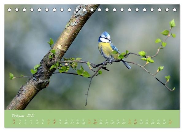Produktbild: Die Blaumeise, Gast in unserem Garten (Tischkalender 2026 DIN A5 quer), CALVENDO Monatskalender