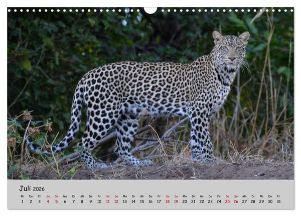Produktbild: Leoparden - gro&szlig; und klein (Wandkalender 2026 DIN A3 quer), CALVENDO Monatskalender