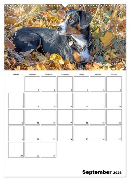 Produktbild: Entlebucher Sennenhunde begleiten Sie durch das Jahr (hochwertiger Premium Wandkalender 2026 DIN A2 hoch), Kunstdruck in Hochglanz