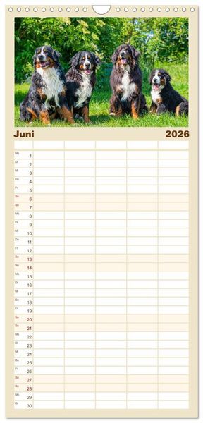 Produktbild: Familienplaner 2026 - Berner Sennenhund - Ein Freund auf vier Pfoten mit 5 Spalten (Wandkalender, 21 x 45 cm) CALVENDO