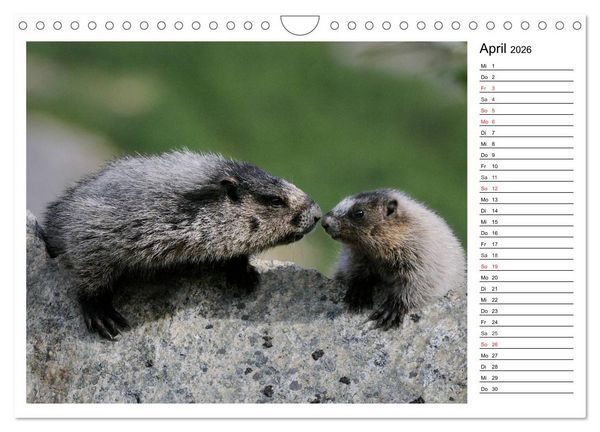 Produktbild: Alaskas Tierwelt - Paradies im Norden (Wandkalender 2026 DIN A4 quer), CALVENDO Monatskalender