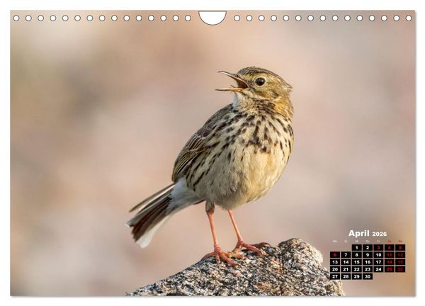 Produktbild: Die Vogelwelt der &Auml;u&szlig;eren Hebriden (Wandkalender 2026 DIN A4 quer), CALVENDO Monatskalender