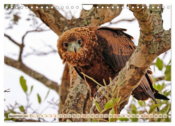 Produktbild: Afrikas Vogelwelt 2026 (Wandkalender 2026 DIN A4 quer), CALVENDO Monatskalender