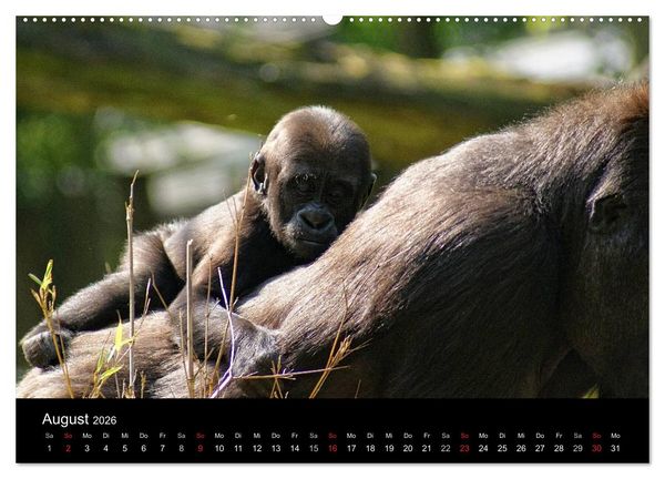 Produktbild: Gorillas - Die sanften Wilden (Wandkalender 2026 DIN A2 quer), CALVENDO Monatskalender