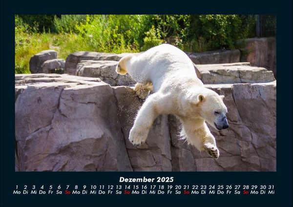 Produktbild: Eisb&auml;ren 2025 Fotokalender DIN A4