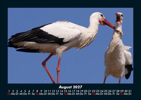 Produktbild: Tierkalender 2027 Fotokalender DIN A5