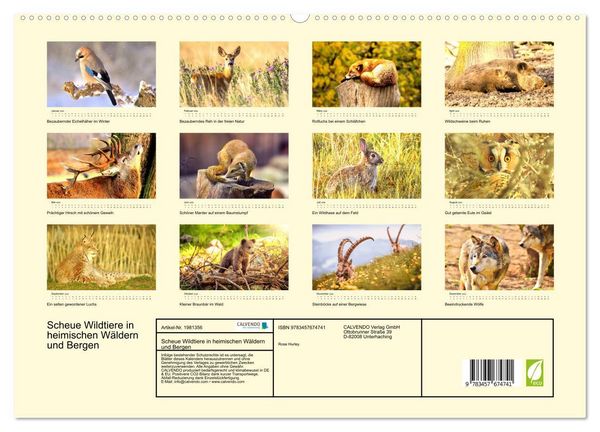 Produktbild: Scheue Wildtiere in heimischen W&auml;ldern und Bergen (hochwertiger Premium Wandkalender 2026 DIN A2 quer), Kunstdruck in Hochglanz