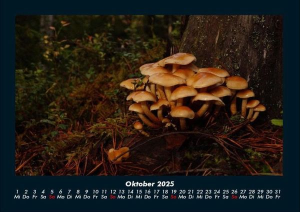 Produktbild: Pilzkalender 2025 Fotokalender DIN A4