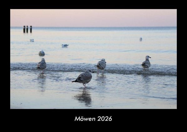 Produktbild: M&ouml;wen 2026 Fotokalender DIN A3