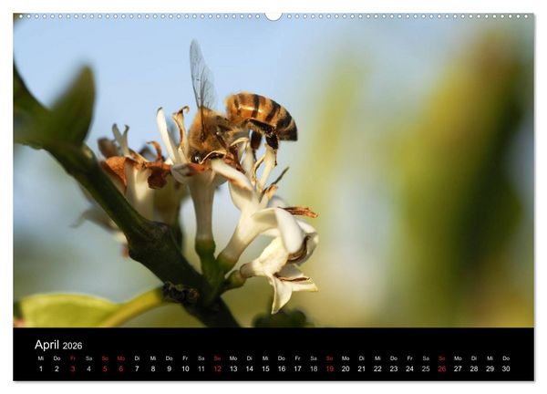 Produktbild: Zu Besuch beim Kaffee (hochwertiger Premium Wandkalender 2026 DIN A2 quer), Kunstdruck in Hochglanz