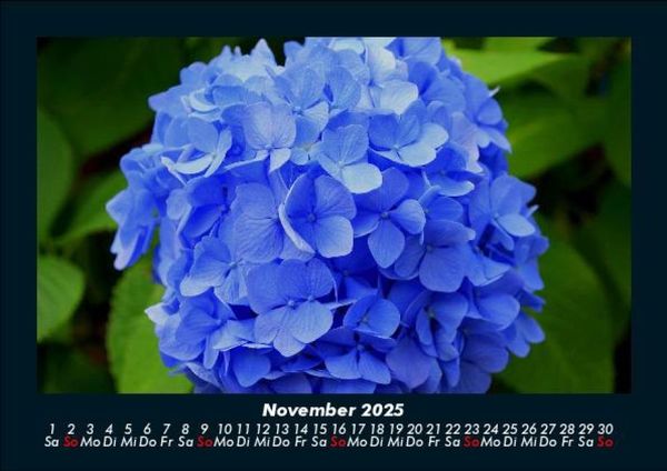 Produktbild: Pflanzen und Bl&uuml;ten 2025 Fotokalender DIN A5
