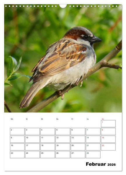 Produktbild: Heimische Singv&ouml;gel (Wandkalender 2026 DIN A3 hoch), CALVENDO Monatskalender