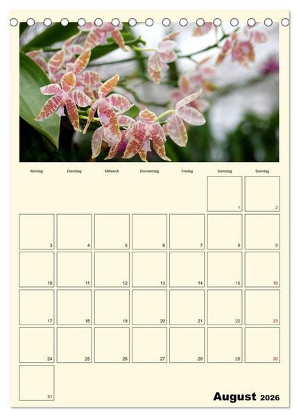 Produktbild: Orchideentr&auml;ume (Tischkalender 2026 DIN A5 hoch), CALVENDO Monatskalender