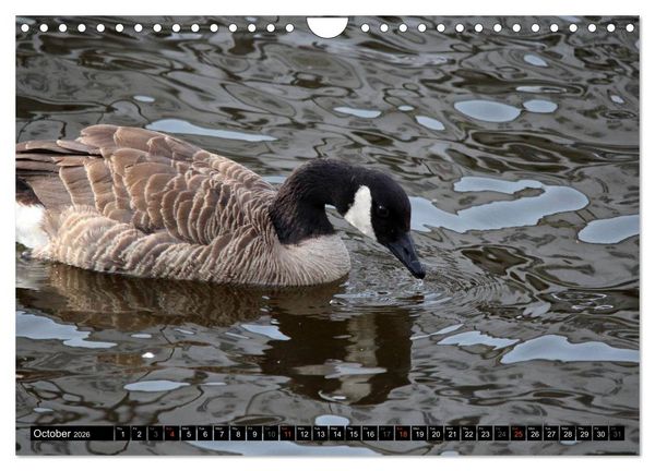 Produktbild: Lovely Water Birds (Wall Calendar 2026 DIN A4 landscape), CALVENDO 12 Month Wall Calendar