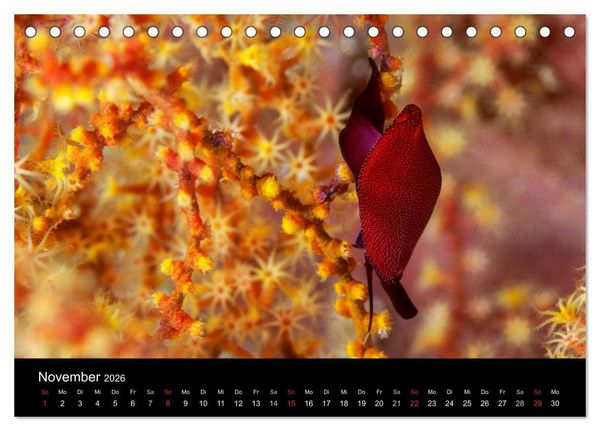 Produktbild: Faszinierendes Leben unter Wasser (Tischkalender 2026 DIN A5 quer), CALVENDO Monatskalender